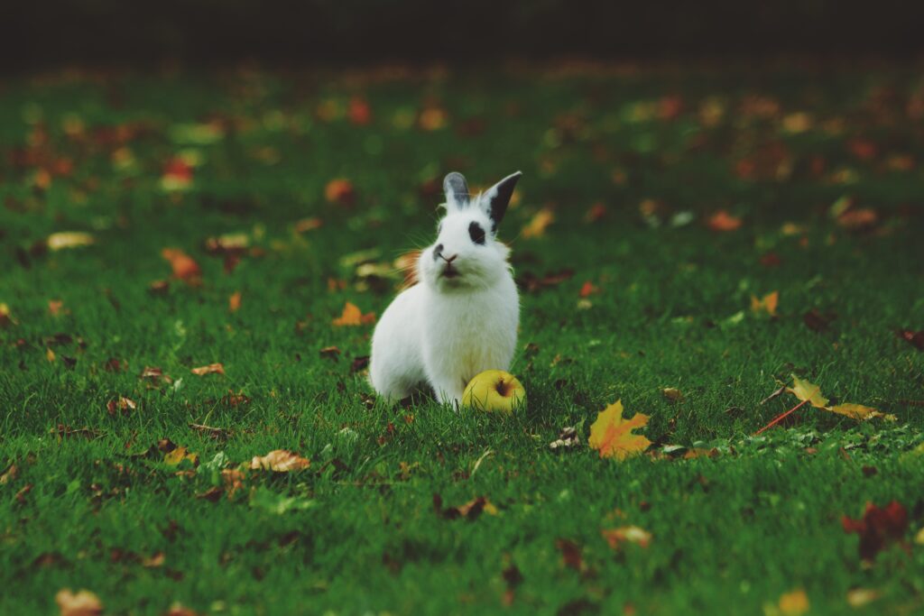 Tout savoir pour bien s&rsquo;occuper de son lapin nain