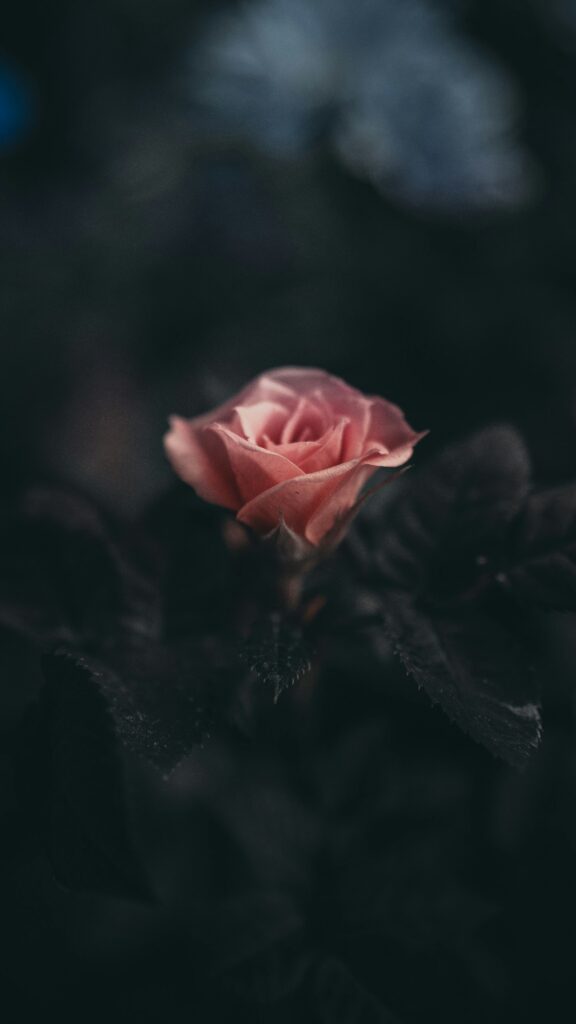 La rose éternelle personnalisée en bois : le cadeau idéal pour sa maman à la fête des mères